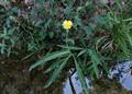 Sonchus maritimus